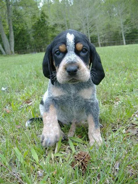 Bluetick coonhound puppies - With its cold nose and drawn out jaw, the Bluetick is a breed that has been traced back to the colonial era. They are said to be the product of mating different coonhounds together. This breed was originally called the English coonhound but this name was subsequently changed in 1946. This breed was finally accepted into the American kennel club ... 